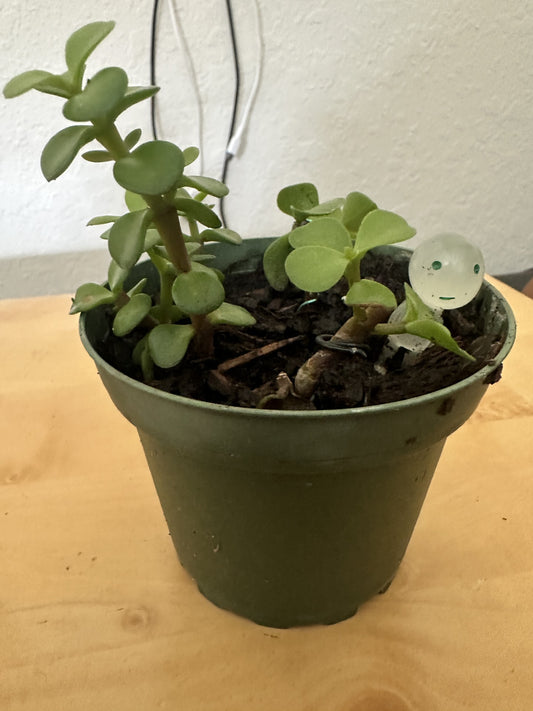 Jade Plant Grown from Cutting