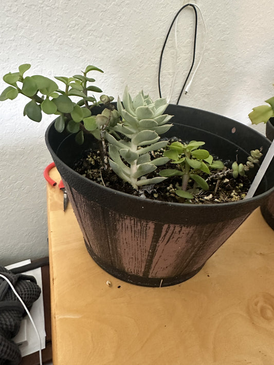 Variety of Succulents for Sale