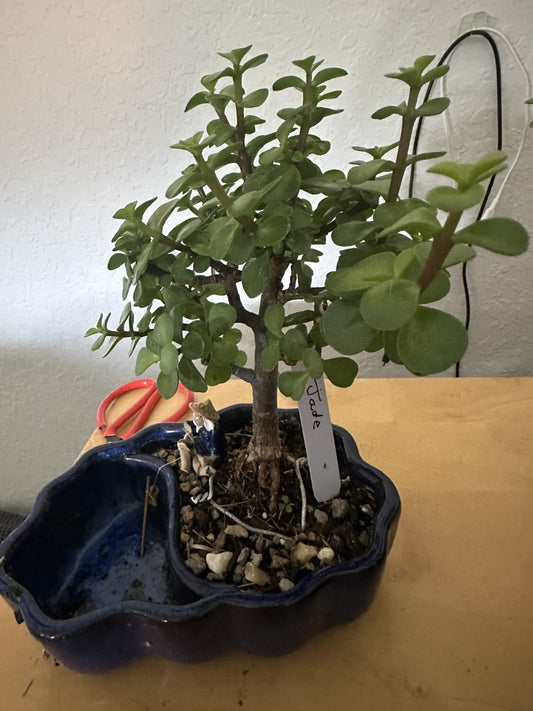 Beautiful Jade Plant in Unique Pot with Decorative Figure