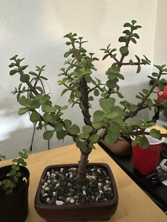Flourishing Jade Plant from Bonsai and Brew