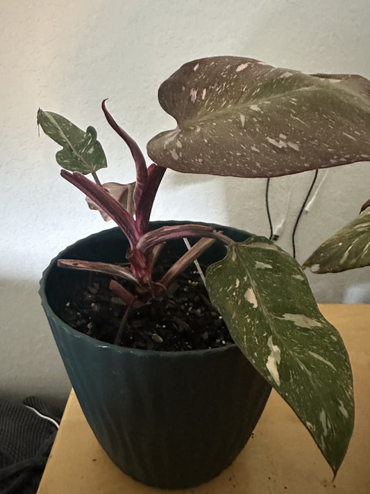 Twin Philodendron in Need of Care