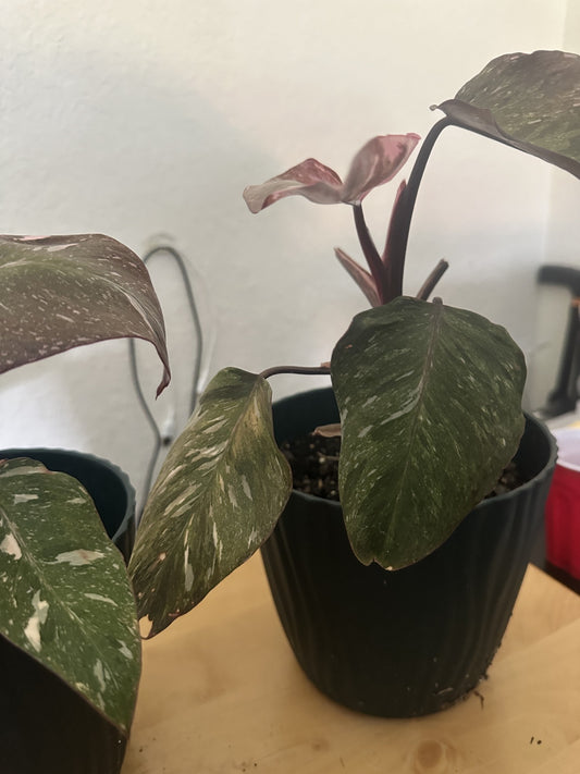 Philodendron in Need of Care