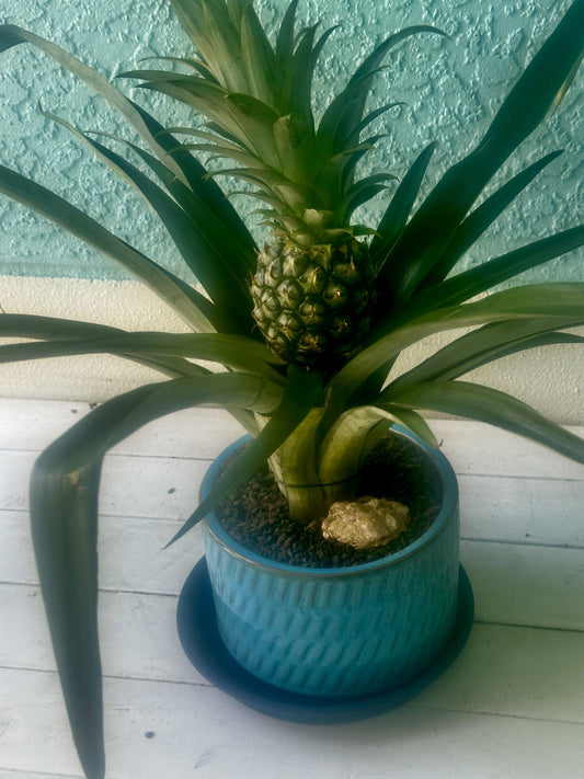 Ananas Nana: The Petite Pineapple