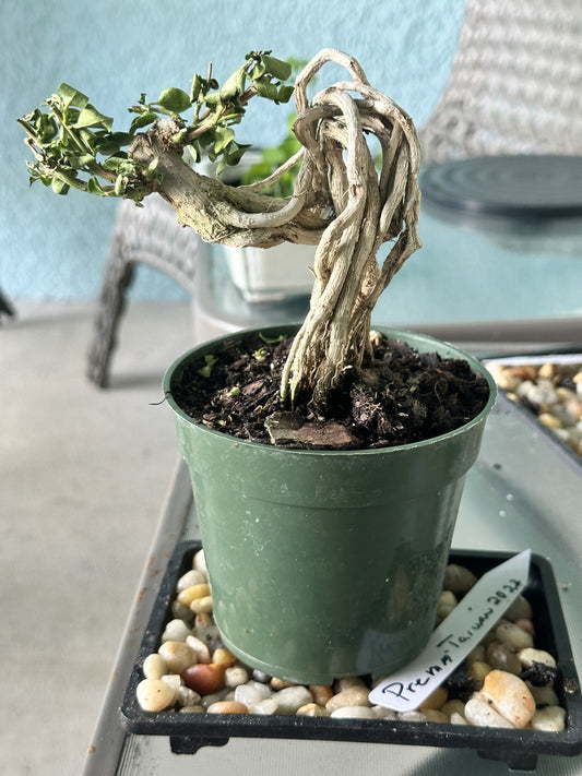 Rooted Resilience: The Exposed Premna Bonsai