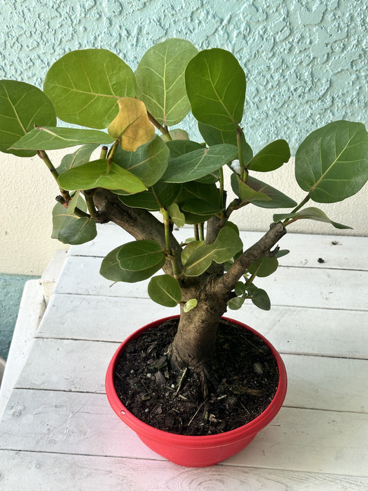 Sun-Kissed Splendor: The Sea Grape Bonsai